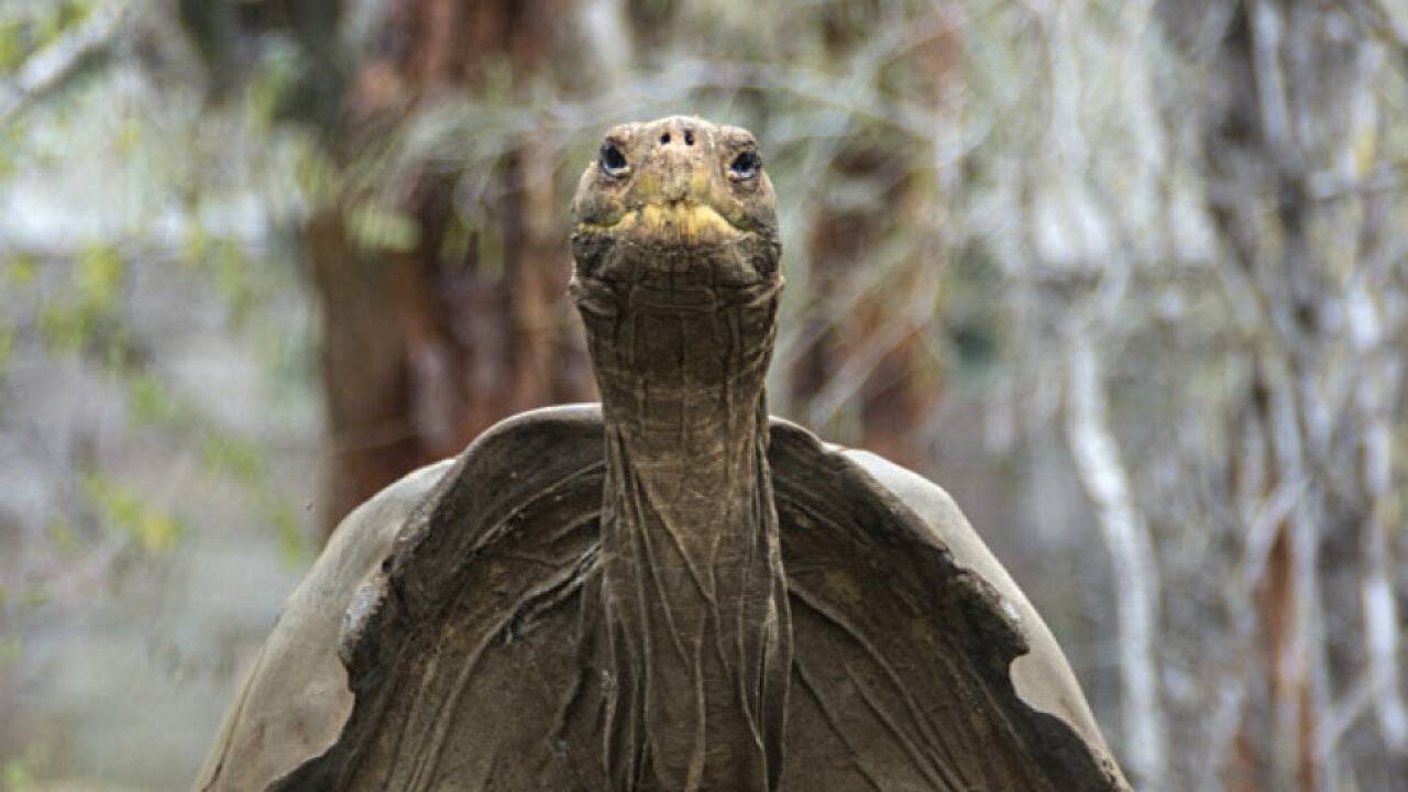 Die Galapagos-Schildkröte ist nur auf einer Insel anzutreffen Die Galapagos-Schildkröte ist nur auf einer Insel anzutreffen