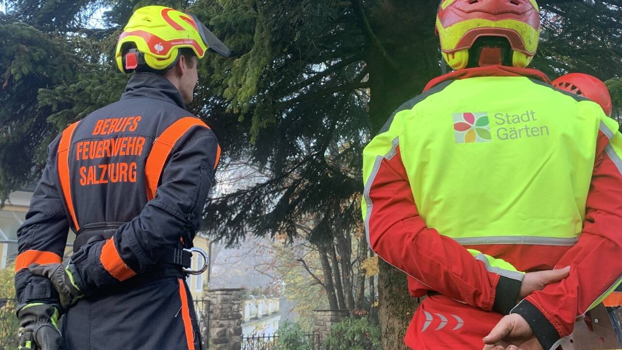 Die Berufsfeuerwehr sorgte gemeinsam mit den Stadtgärtnern für eine sichere Ernte. 