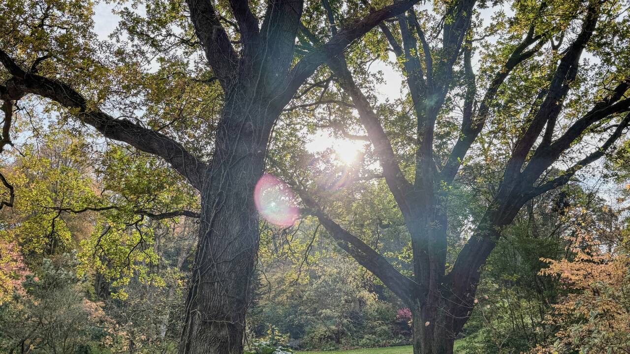 Gehölze sind im Herbst und Winter die dominanten Strukturgeber. 