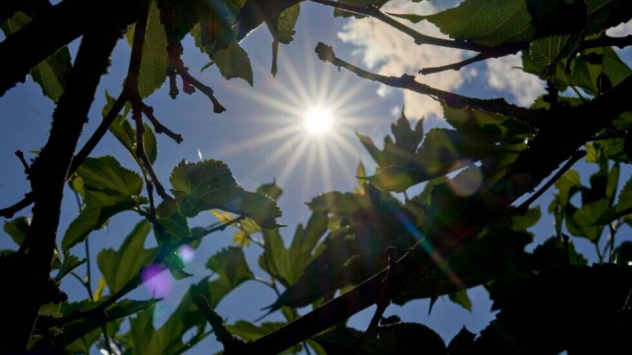 ++ ARCHIVBILD ++ Forscher gelangten zu neuen Einsichten rund um Photosynthese 