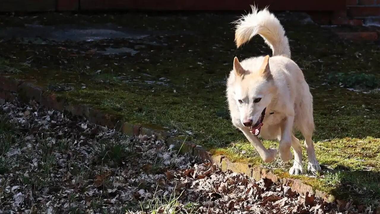 Immer wieder kursieren Hinweise auf vermeintlich böswillig ausgelegte Giftköder.  