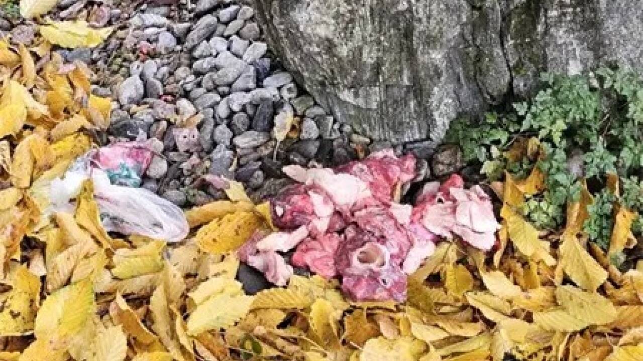 Dieses Fleisch wurde im Gasteiner Kurpark gefunden.  