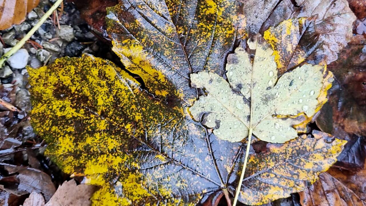 Laub, des Gärtners Gold. 