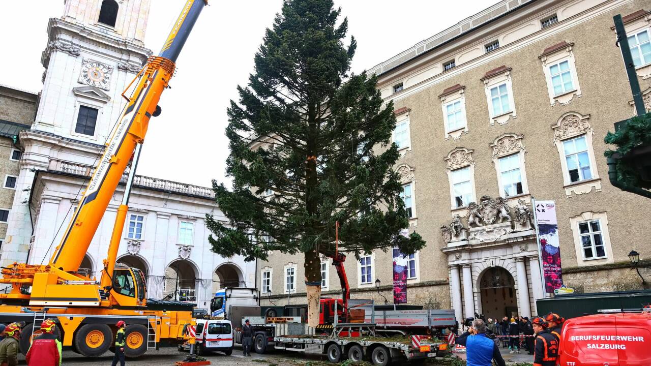Am Dienstag erreichte die 40 Jahre alte Tanne ihr Ziel. 
