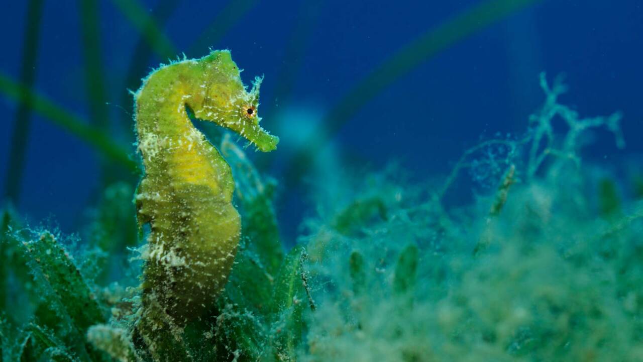  Bei Seepferdchen steuern männliche Sexualhormone die Entwicklung der Embryos. 