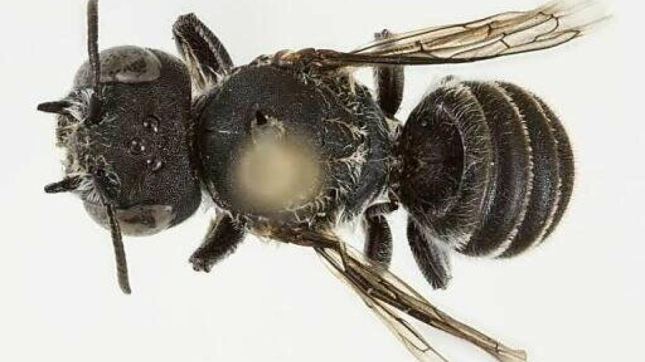 Im Bundesstaat Western Australia ist eine neue Wildbienen-Art mit teuflischen Hörnern entdeckt worden.  