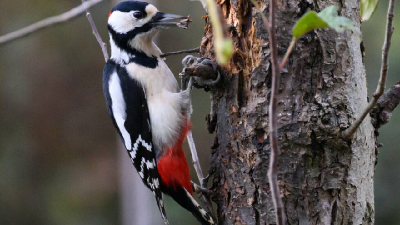Zahl-der-Waldv-gel-in-sterreich-auf-gutem-Niveau