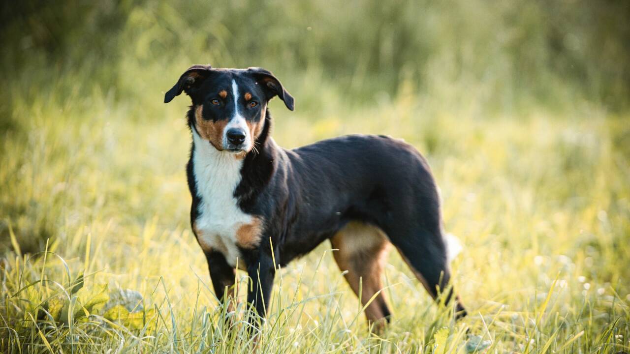 Es war bereits der dritte Vorfall, der vor Gericht landete. (Symbolbild) 