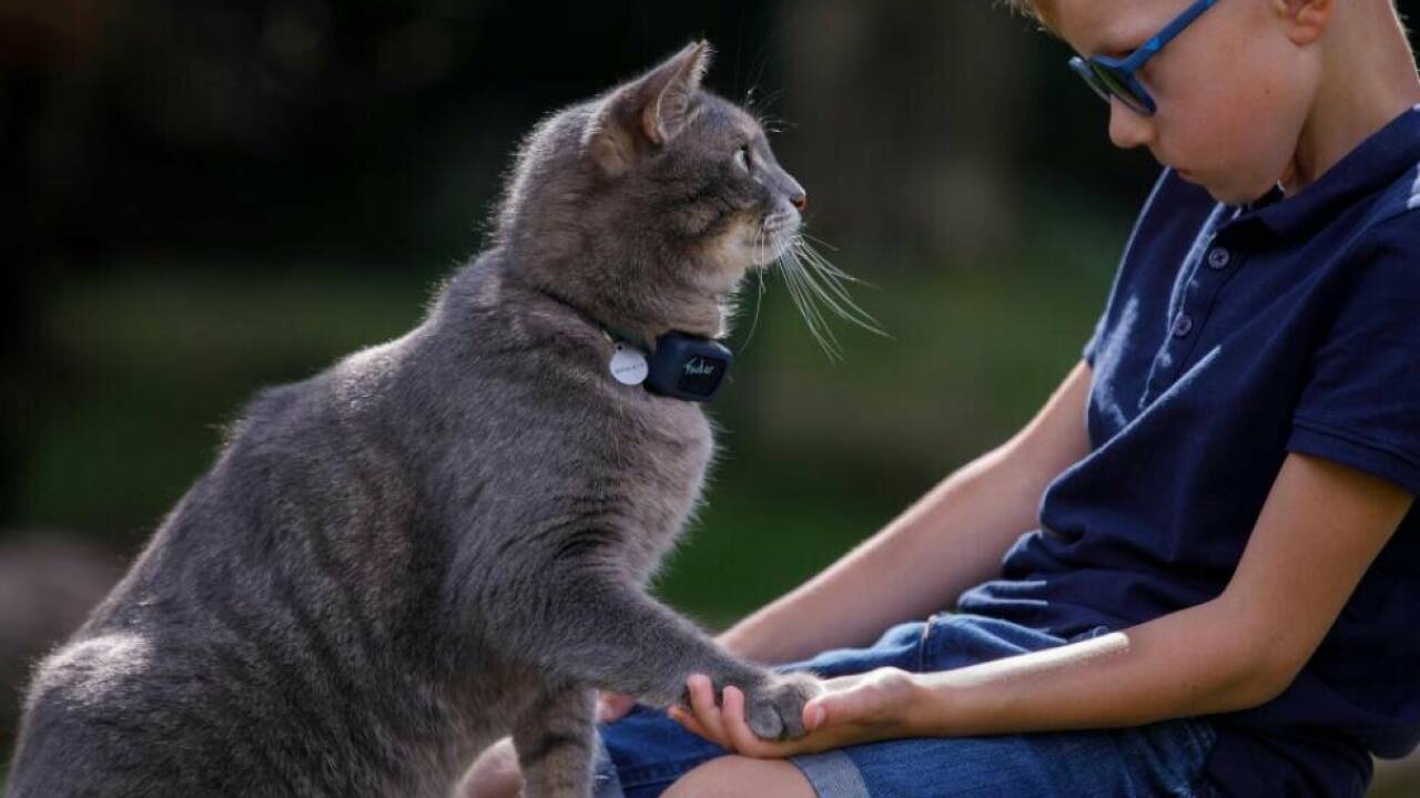 Therapie auf samtenen Pfoten mit Katzen 