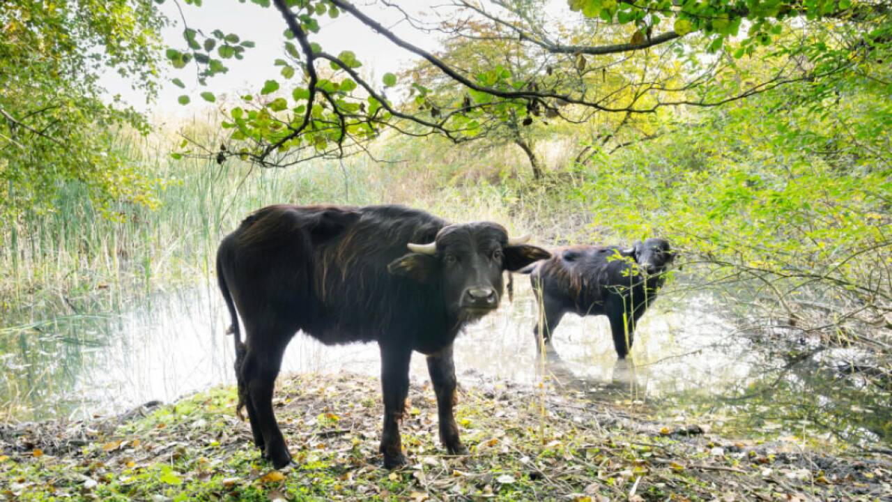 Als "Landschaftsgärtnerinnen" von Wien ins Waldviertel übersiedelt Als 'Landschaftsgärtnerinnen' von Wien ins Waldviertel übersiedelt