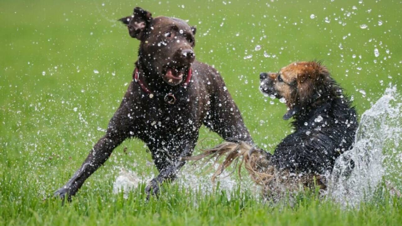 hunde-bei-en-spazierg-nger-in-ober-sterreich