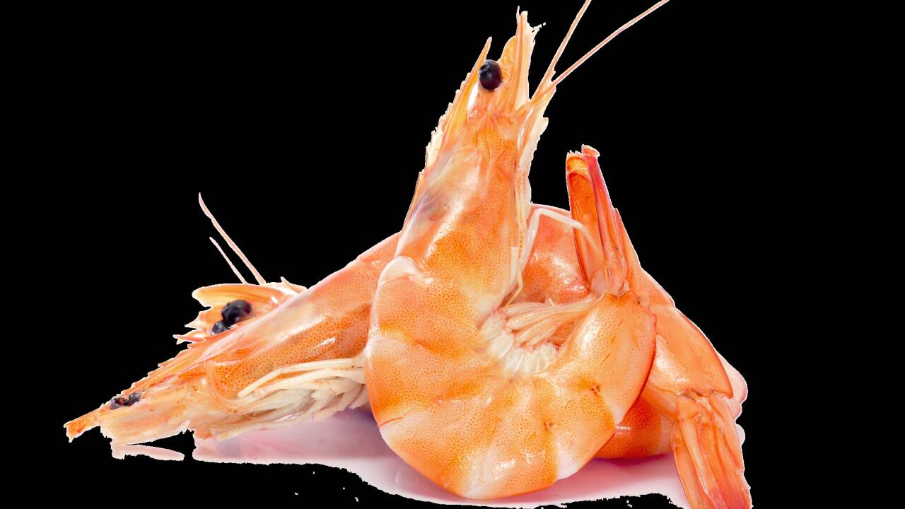 Forschende suchten nach den Allergenquellen von Meeresfrüchte-Allergien wie etwa einer Allergie gegen Shrimps. Forschende suchten nach den Allergenquellen von Meeresfrüchte-Allergien wie etwa einer Allergie gegen Shrimps.