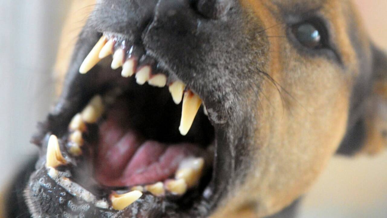 Die Hunde ignorierten die Kommandos ihres Besitzers 