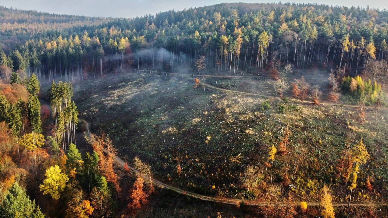 Nicht nur die tropischen Wälder sind unter Druck, auch jene in Europa: im Bild ein Wald im Taunus nahe Frankfurt, bei dem kräftig geschlägert wurde.  