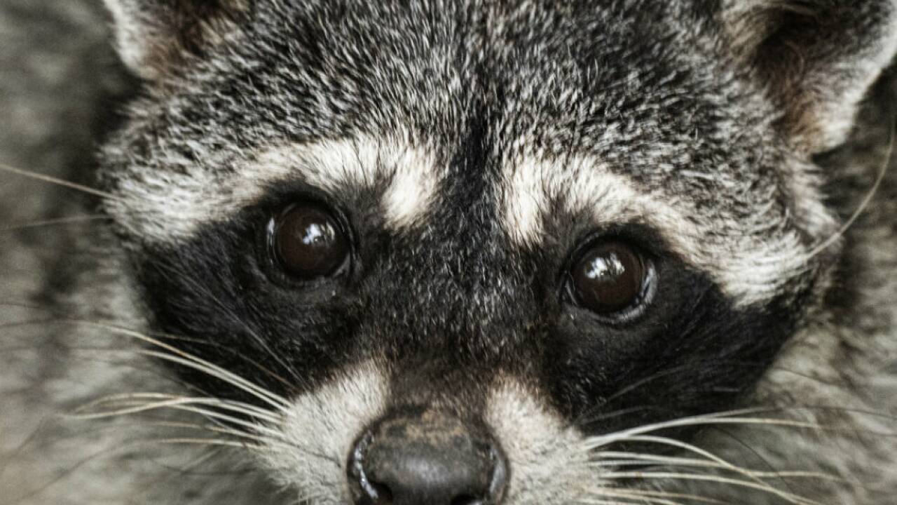 Procyon lotor hat in Amerika bisweilen engen Kontakt zu Menschen Procyon lotor hat in Amerika bisweilen engen Kontakt zu Menschen