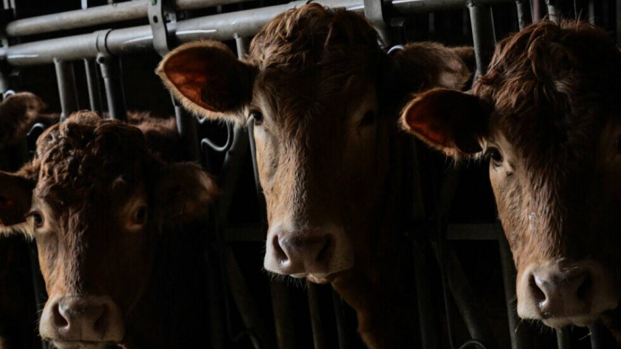 Mindestens 48 der 2.900 Tiere bereits verendet (Symbolfoto) Mindestens 48 der 2.900 Tiere bereits verendet (Symbolfoto)