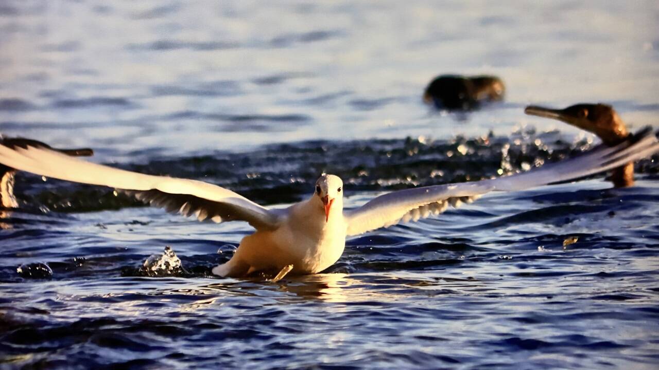 „Andere warteten auf den Sonnenuntergang, ich auf den Abflug der Möwe.“ 