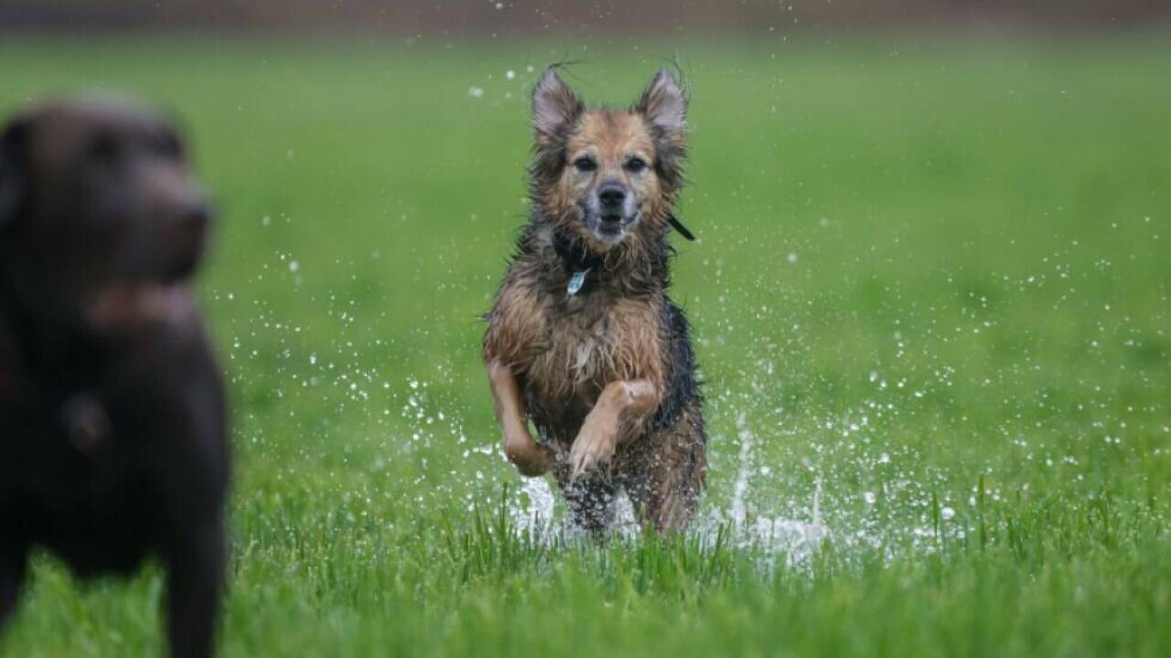 Für Hunde muss südlich des Brenner doch nicht extra bezahlt werden Für Hunde muss südlich des Brenner doch nicht extra bezahlt werden