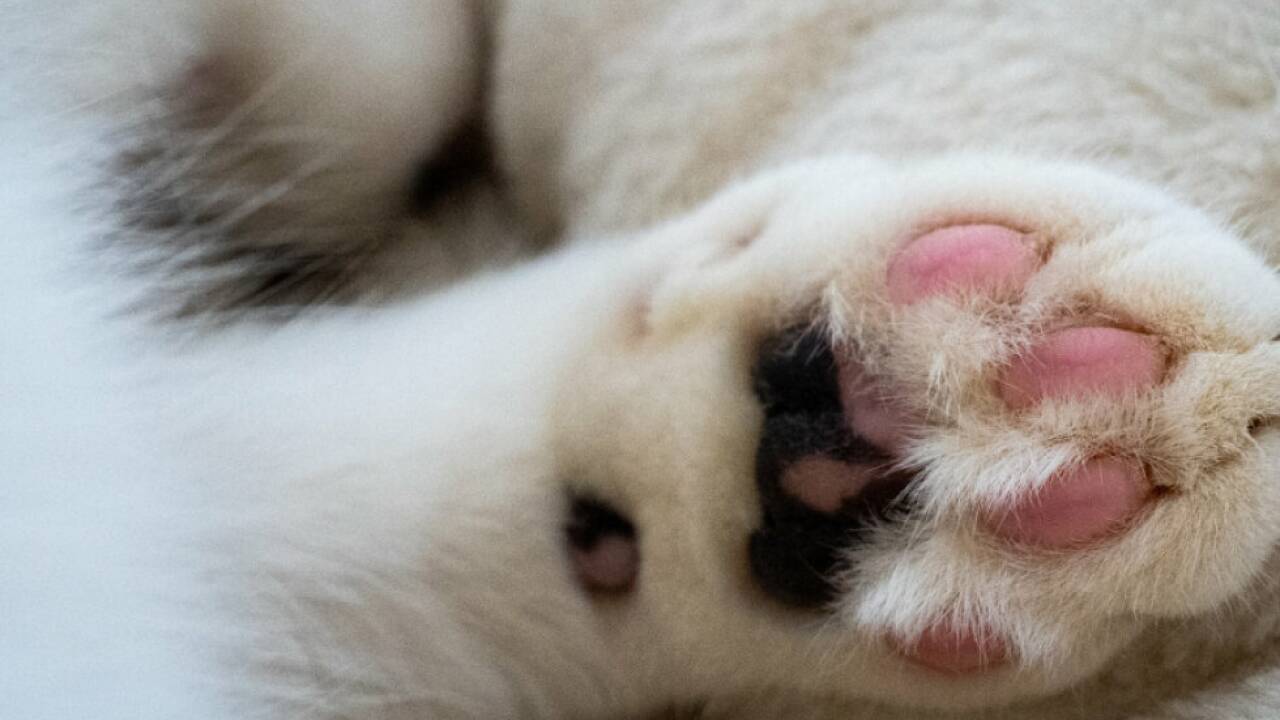 Rund 400 Besitzer von Hunden und Katzen wurden befragt Rund 400 Besitzer von Hunden und Katzen wurden befragt