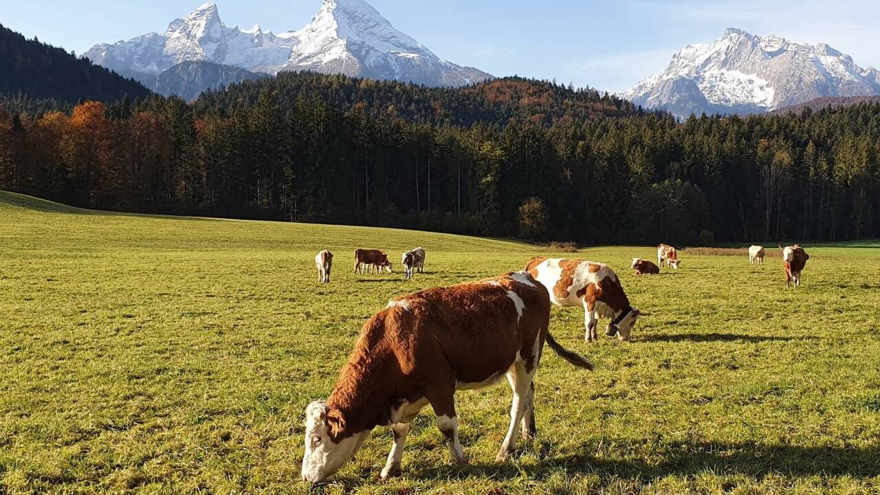 Wiesen und Felder prägen die Kulturlandschaft zwischen Königssee und Chiemsee. Wiesen und Felder prägen die Kulturlandschaft zwischen Königssee und Chiemsee.