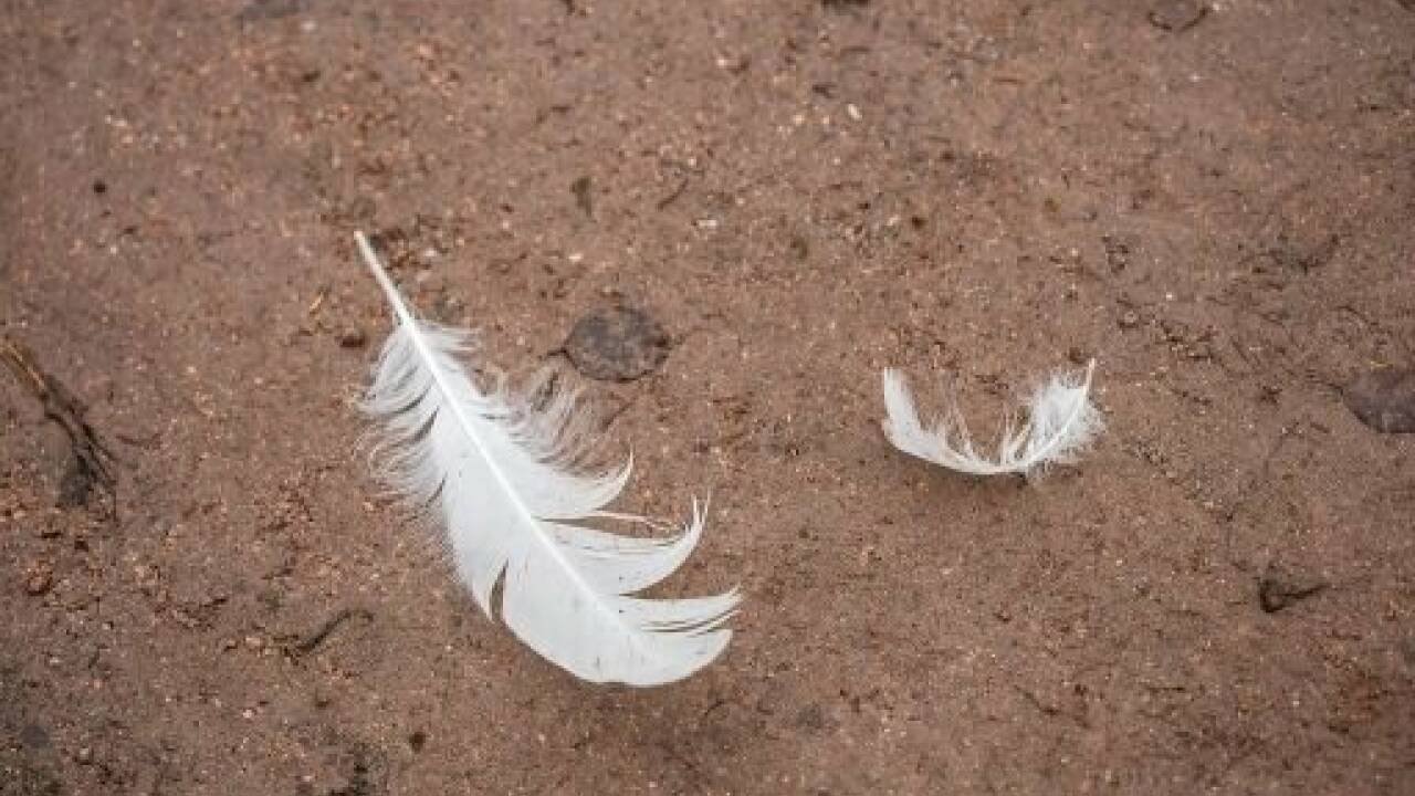 Seit 2022 grassiert die größte je dokumentierte Vogelgrippewelle (Symbolbild). Seit 2022 grassiert die größte je dokumentierte Vogelgrippewelle (Symbolbild).