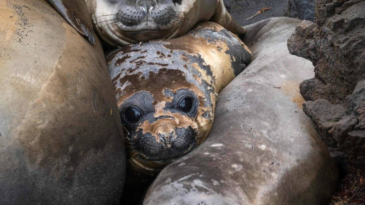 Der Bestand von Seeelefanten hat sich durch die Vogelgrippe drastisch reduziert. Der Bestand von Seeelefanten hat sich durch die Vogelgrippe drastisch reduziert.