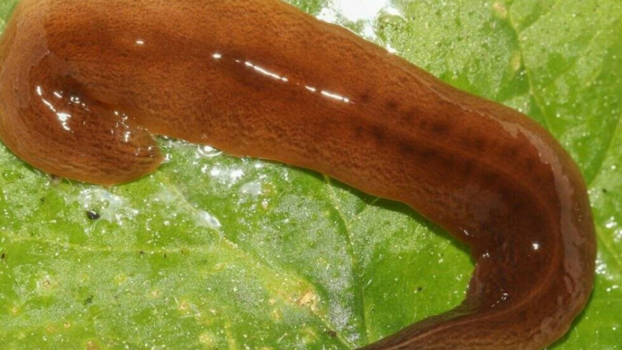 Invasive Plattwurm-Art "Obama nungara" bevorzugt Regenwürmer als Beute Invasive Plattwurm-Art 'Obama nungara' bevorzugt Regenwürmer als Beute