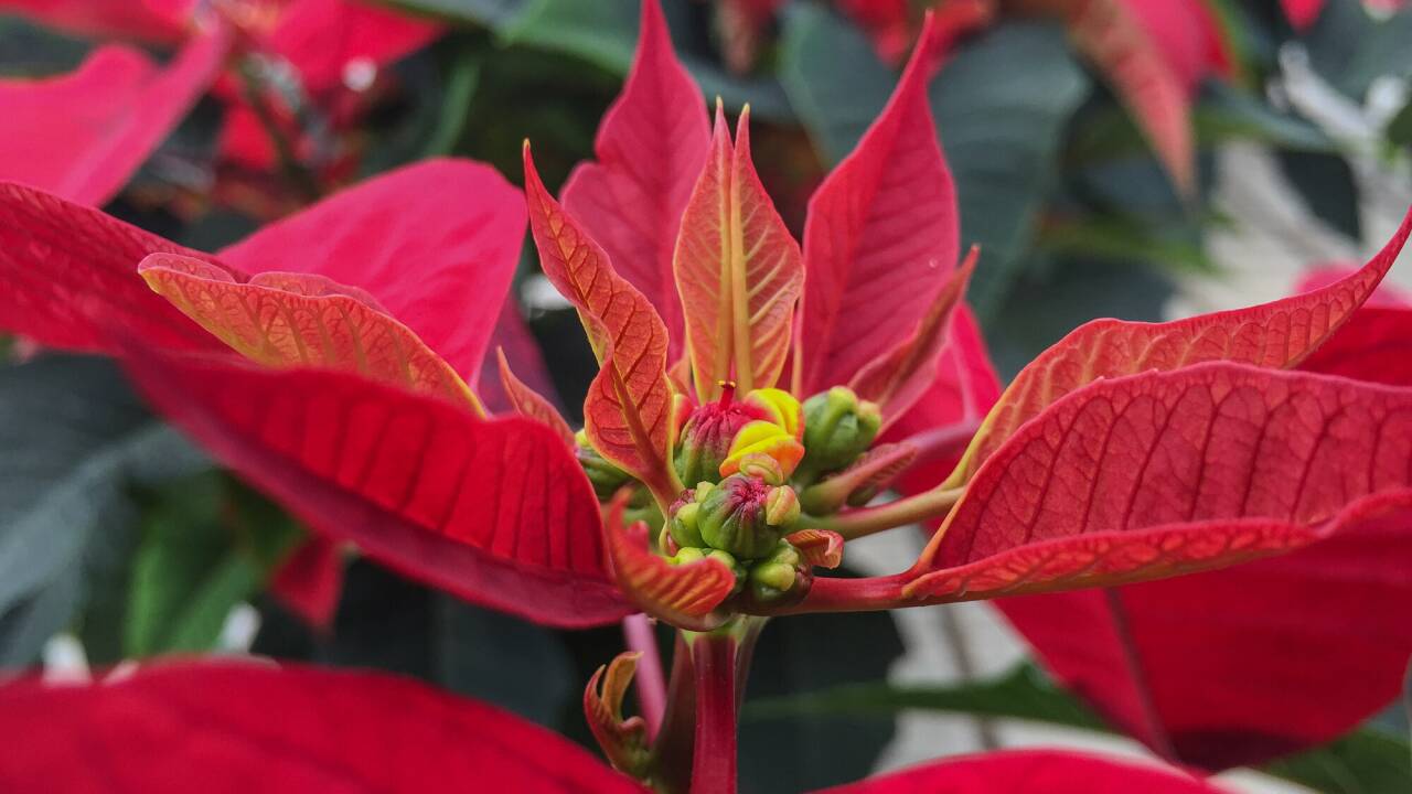 Die Bluten sind die kleinen Kugerl - die roten Blatter sind sogenannte Hochblatter. Die Bluten sind die kleinen Kugerl - die roten Blatter sind sogenannte Hochblatter.