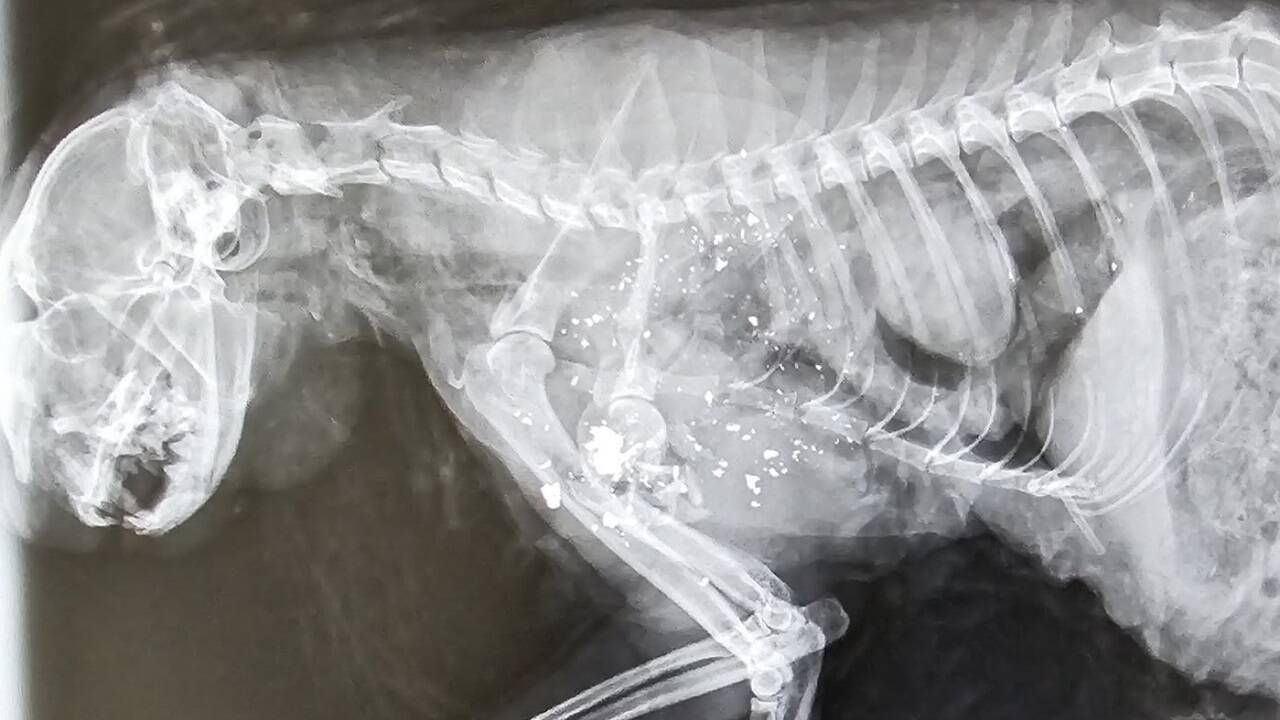 Im Brustbereich seien laut Angaben der Tierhilfe Schroteinschüsse zu sehen. 