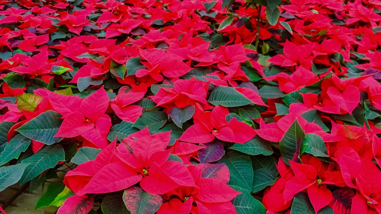 90 Millionen Weihnachtssterne warten in Europa auf Kaufer. 90 Millionen Weihnachtssterne warten in Europa auf Kaufer.