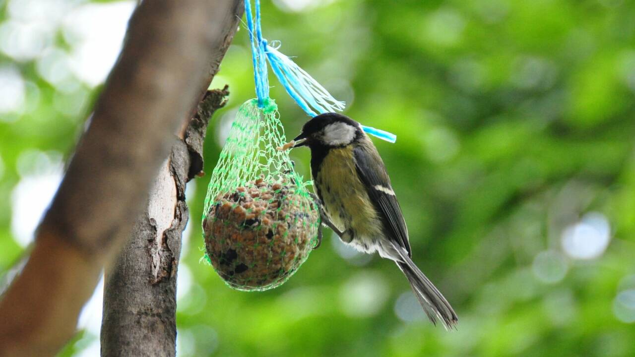 Mit ihrem feinen, spitzen Schnabel hackt die Kohlmeise kleine Portionen aus dem großen Leckerbissen. 