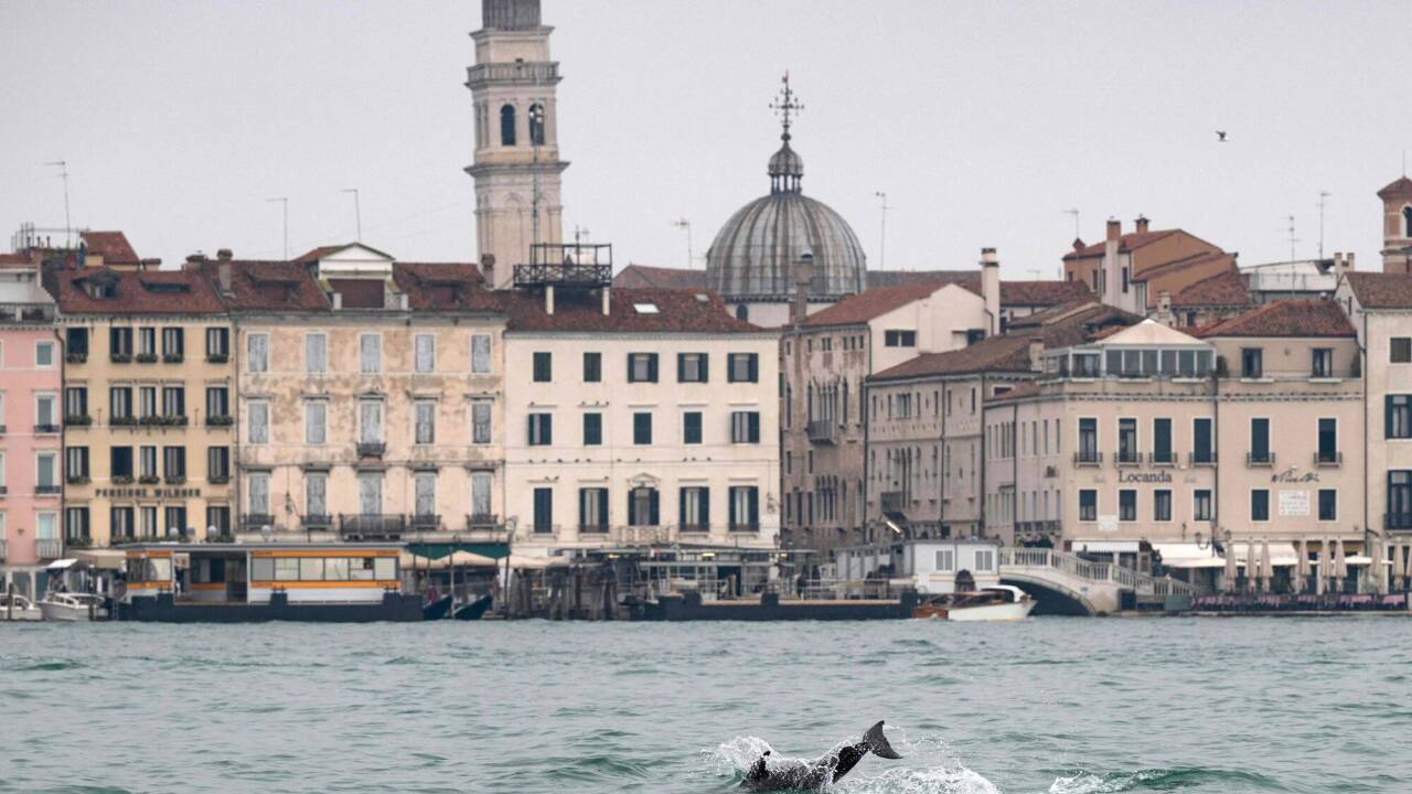 Der Delfin mit dem Spitznamen „Mimmo“ ist wieder zurück in der Lagune von Venedig. Der Delfin mit dem Spitznamen „Mimmo“ ist wieder zurück in der Lagune von Venedig.