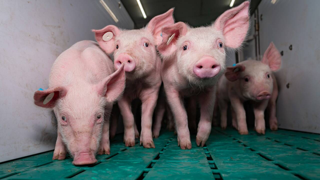 Ferkel in einem Stall (Symbolbild). 