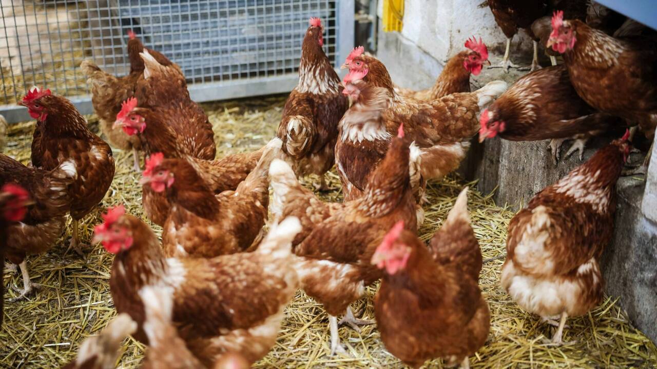 In einem österreichischen Betrieb wurde bei Geflügel die Vogelgrippe nachgewiesen. 