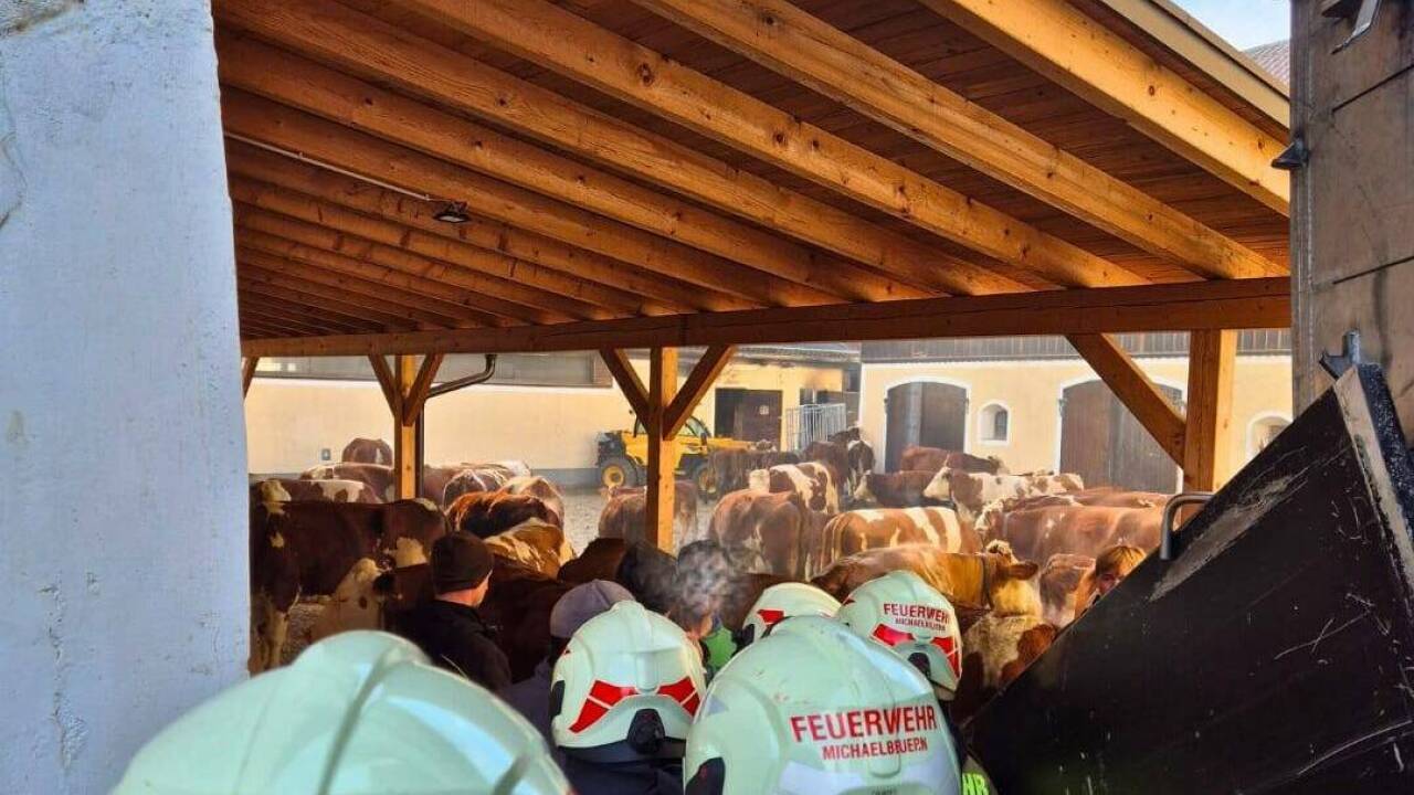 Die Freiwillige Feuerwehr Michaelbeuern half bei der Evakuierung der Tiere. 