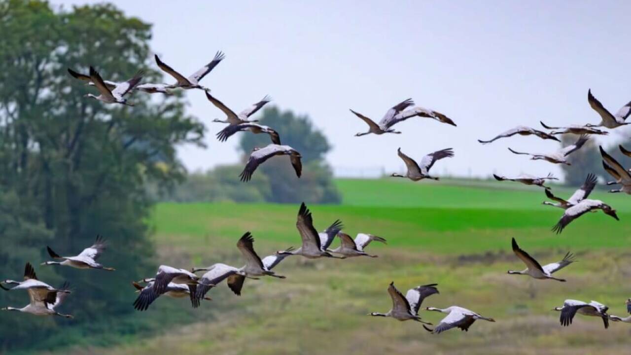 Bei Zugvögeln fanden Forschende eine stärkere Scheu vor Neuem 