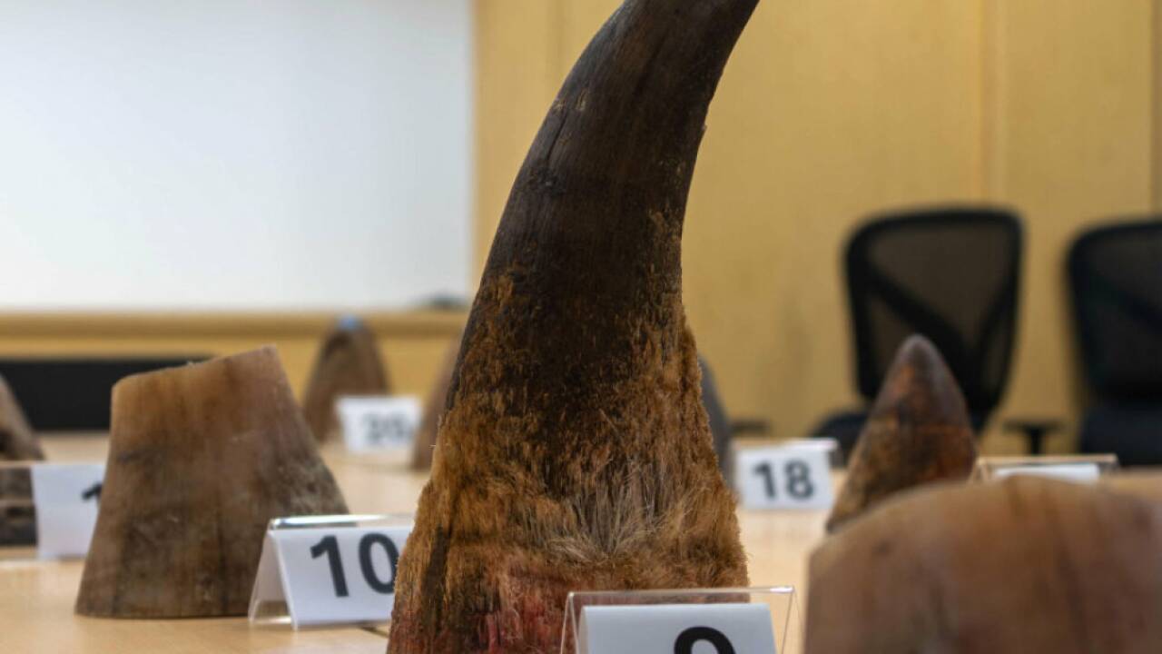 Hörner stammten von Breitmaulnashörnern aus Südafrika 