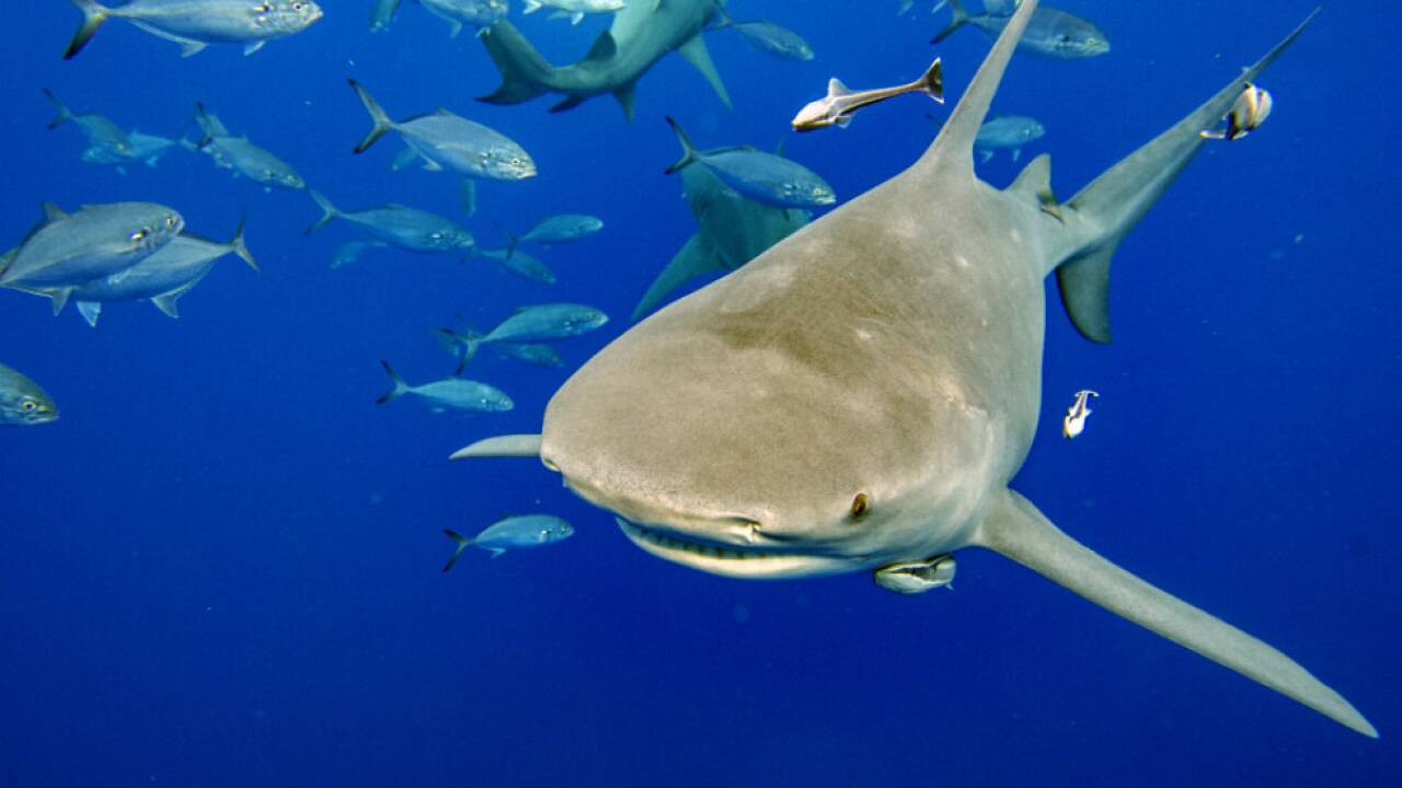 Für Haie wird es u.a. durch Klimawandel und Überfischung eng 