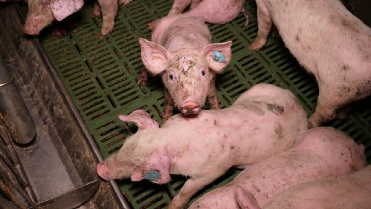 Ein veröffentlichtes Video wurde geprüft 