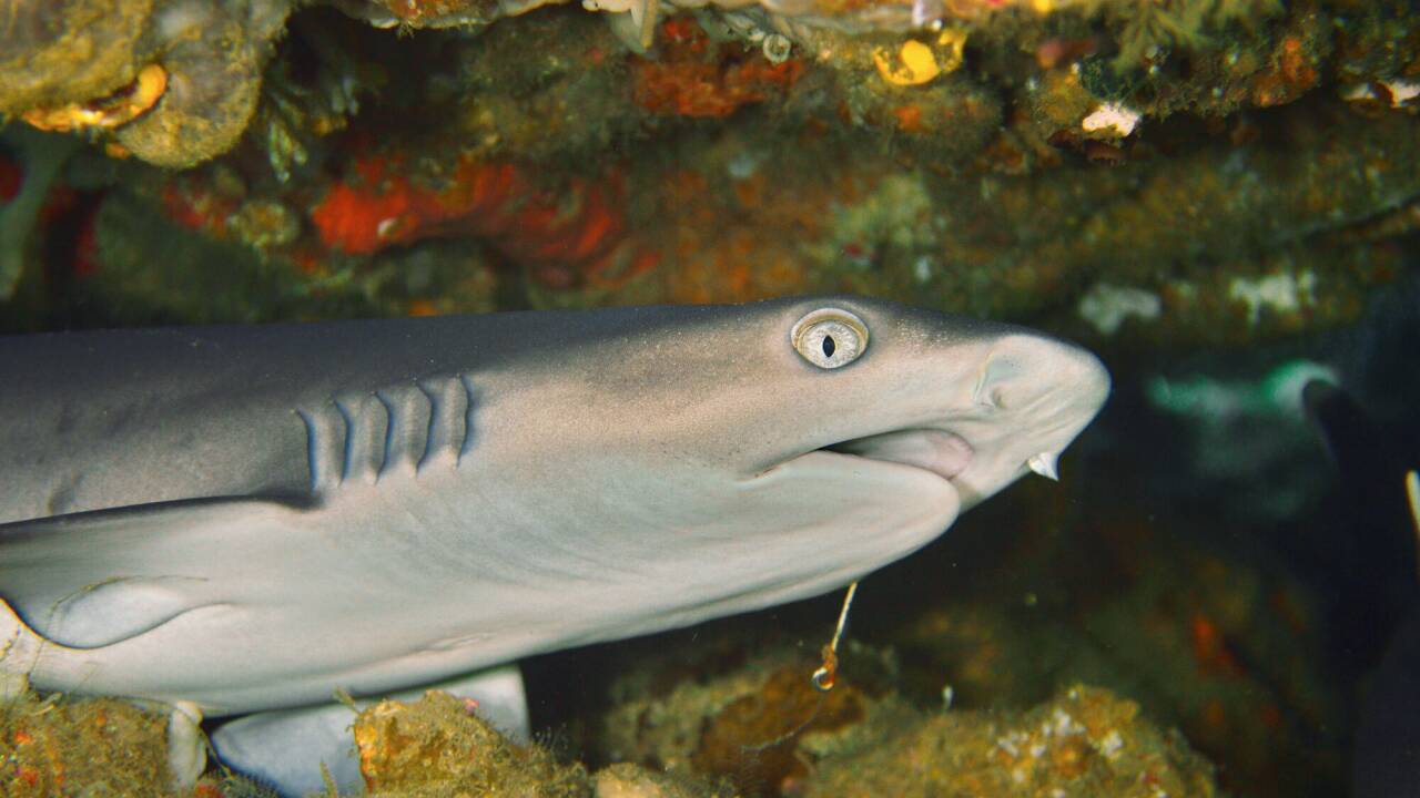 Ein junger Weißspitzen-Riffhai (Triaenodon obesus) ruht unter einer Tischkoralle vor der Küste Indonesiens. Ein junger Weißspitzen-Riffhai (Triaenodon obesus) ruht unter einer Tischkoralle vor der Küste Indonesiens.