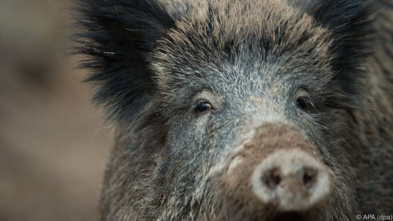 Wildschweine breiten sich vor allem im Lungau und Flachgau aus. Wildschweine breiten sich vor allem im Lungau und Flachgau aus.