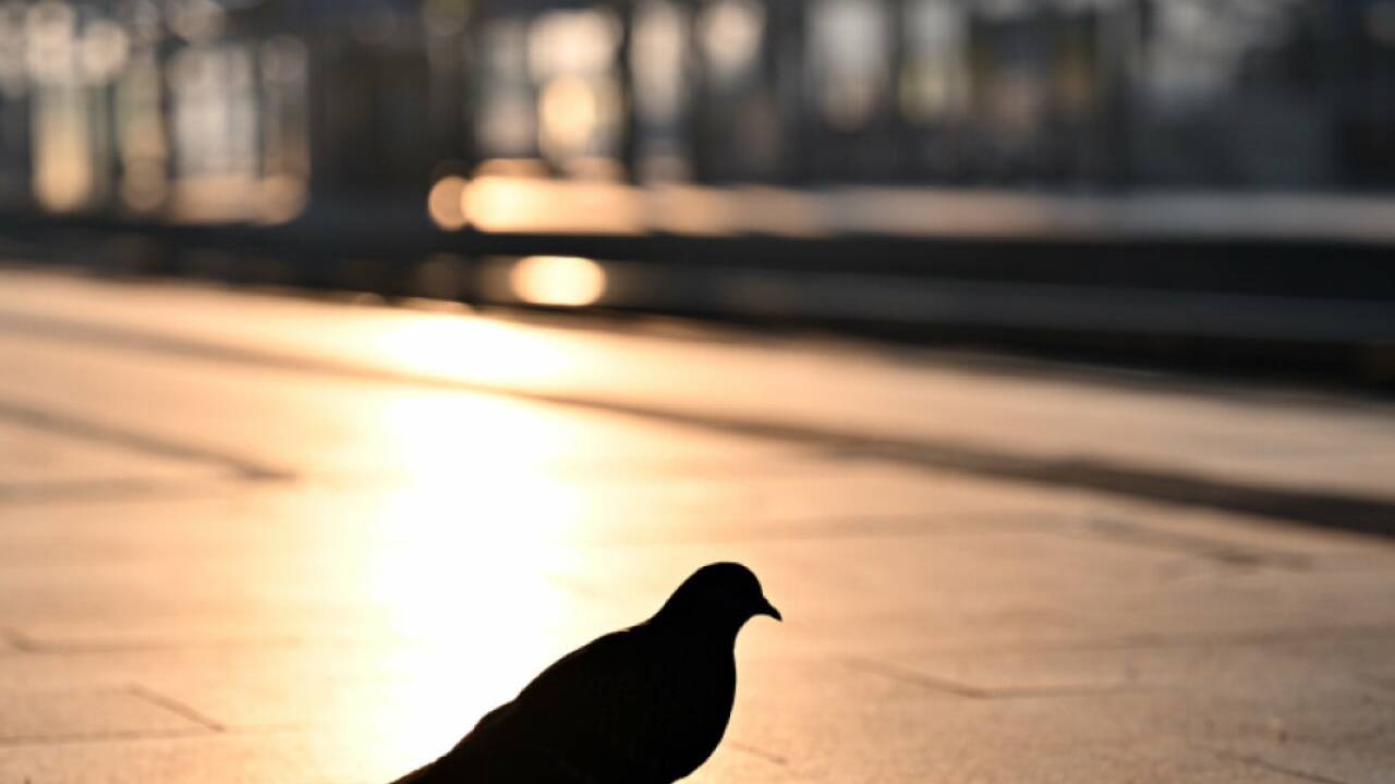 Die rätselhafte Fähigkeit von Vögeln fesselt die Forschung schon lange 