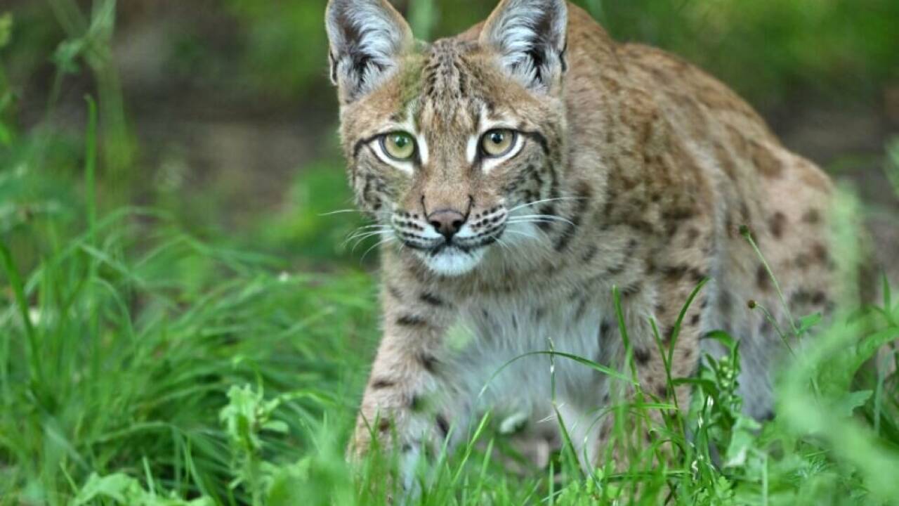 ++ ARCHIVBILD ++ Seit den 1970er-Jahren wird die geschützte Katze wieder angesiedelt 