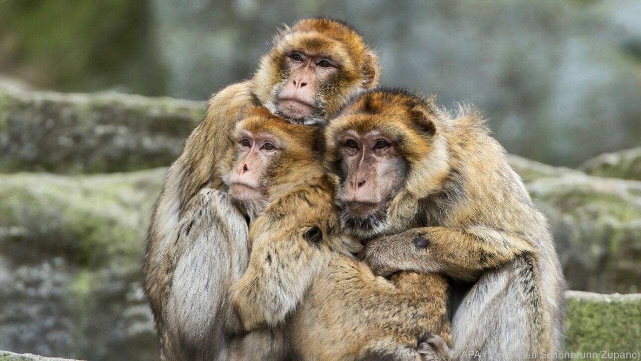 Schönbrunner Zoo unterstützt Berberaffen-Projekt in Marokko