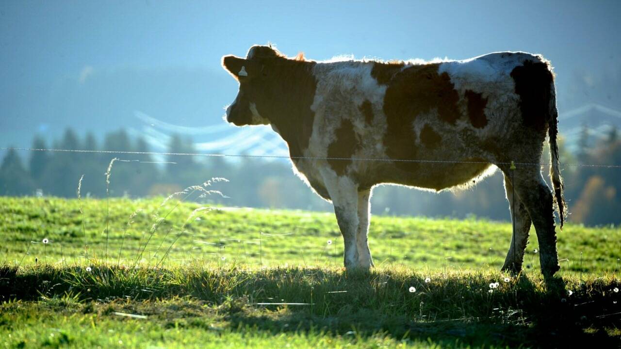 Fleischhandel im Internet: Kunden kaufen eine Kuh