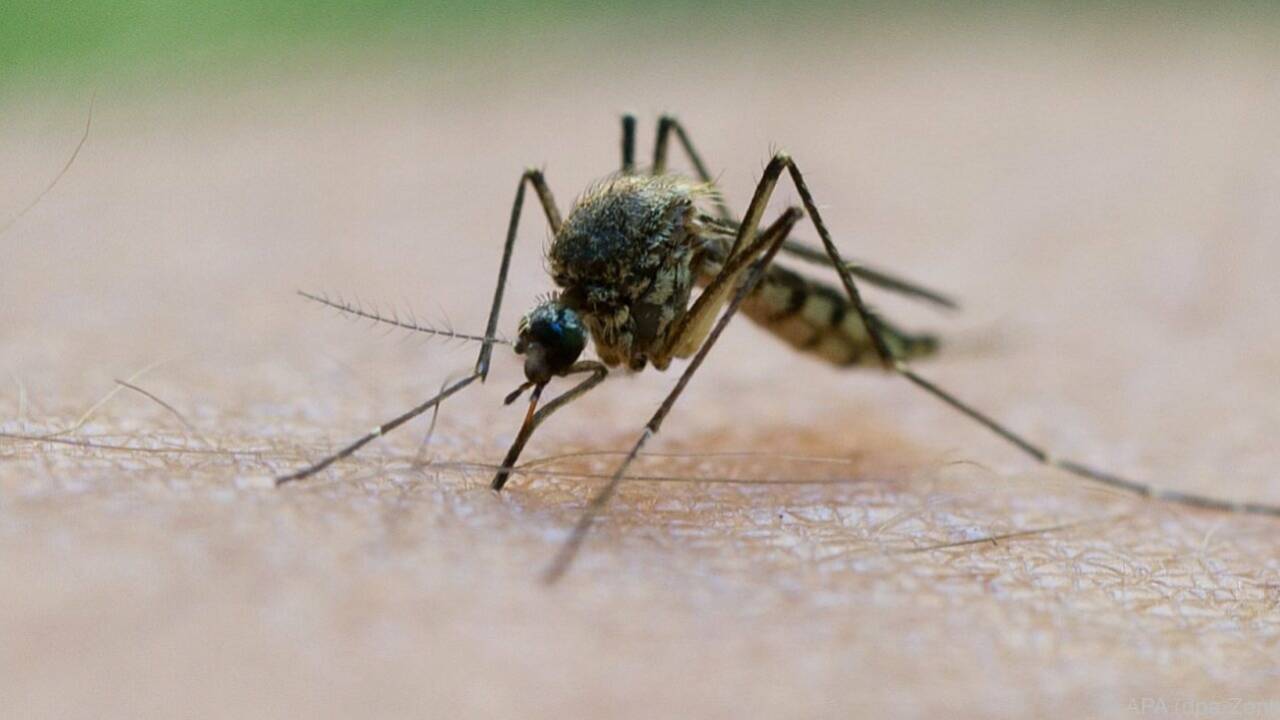 Die Gelsen fliegen auf den November