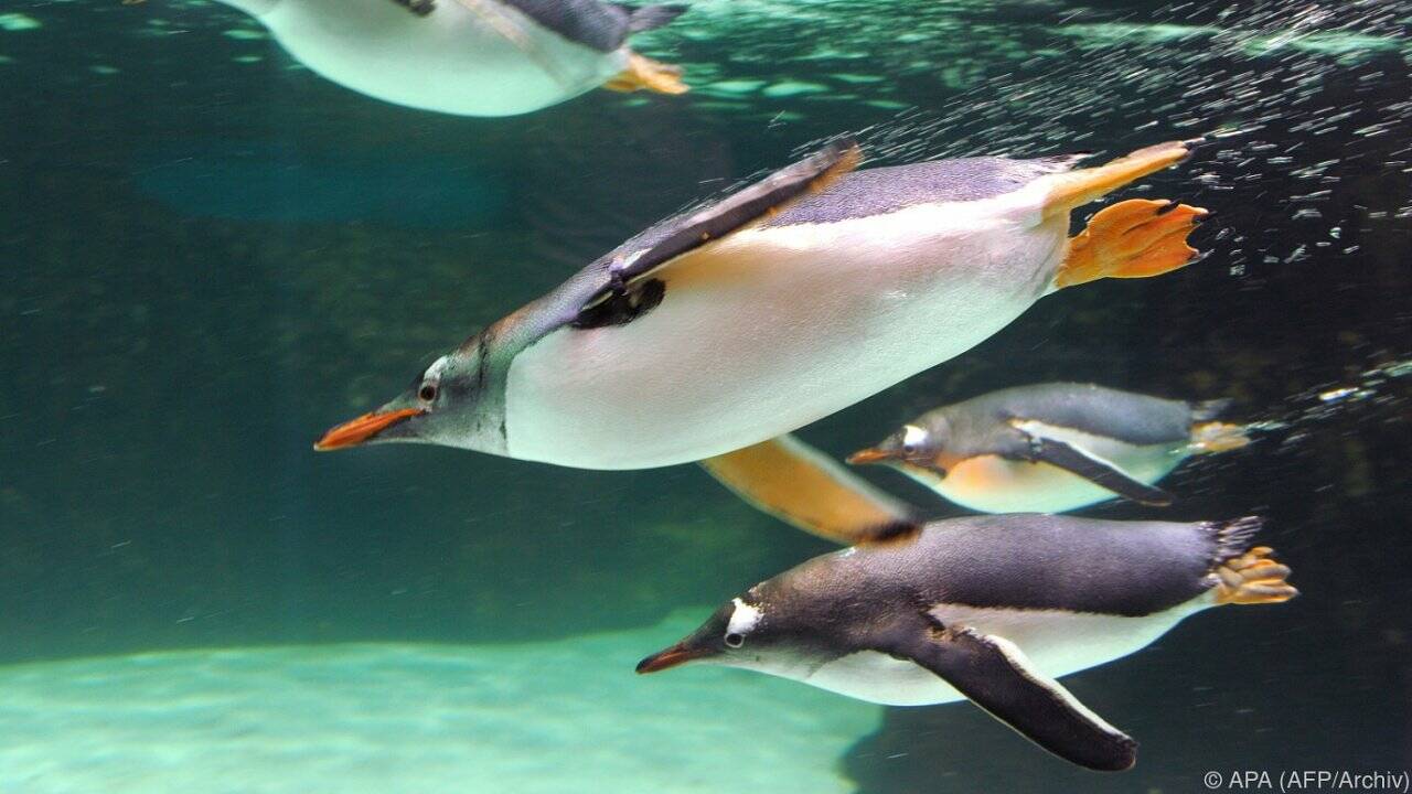 Pinguin-Massaker im Zoo von Melbourne Pinguin-Massaker im Zoo von Melbourne