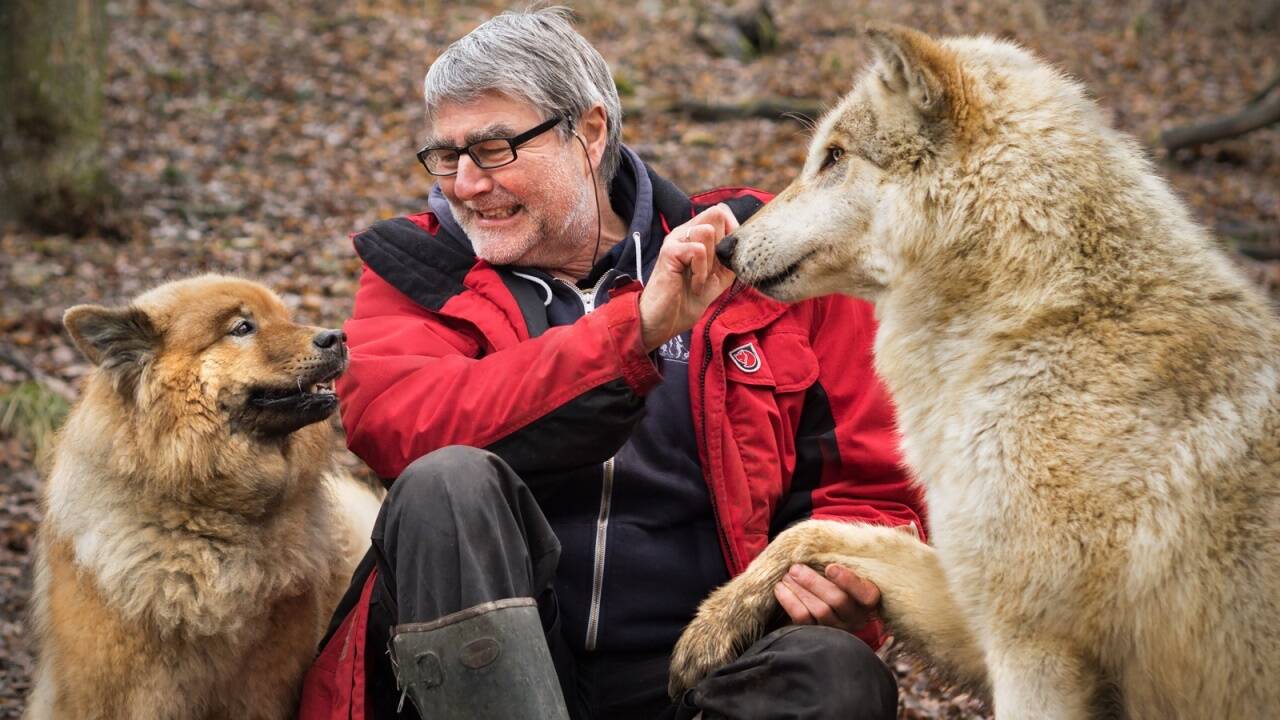 Im Wolfsforschungszentrum hat Biologe Kurt Kotrschal mit 15 Hunden und 17 Wölfen zu tun.  