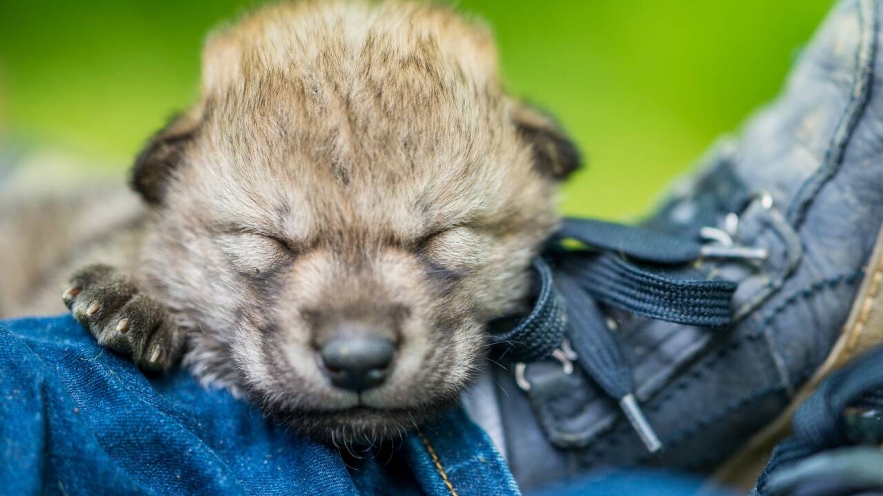 Im Wolfsforschungszentrum hat Biologe Kurt Kotrschal mit 15 Hunden und 17 Wölfen zu tun.  