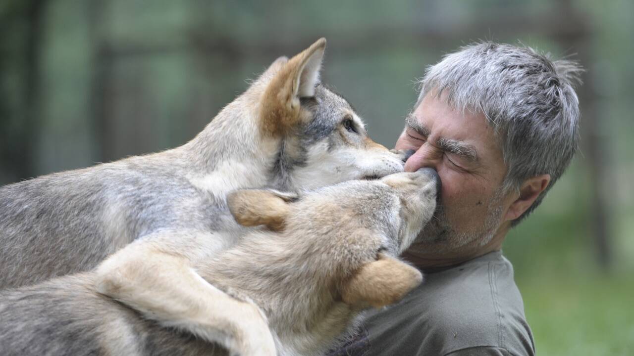 Im Wolfsforschungszentrum hat Biologe Kurt Kotrschal mit 15 Hunden und 17 Wölfen zu tun.  